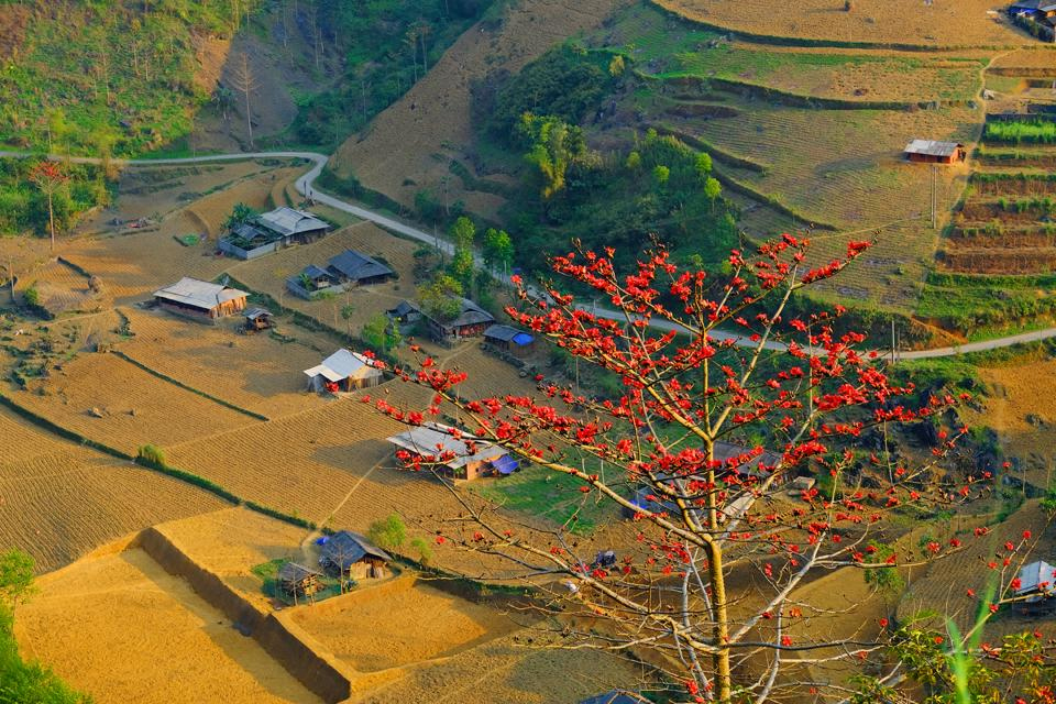 hoa-gao-ha-giang-dep-nhat-vao-thang-3-thang-4