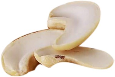 WS