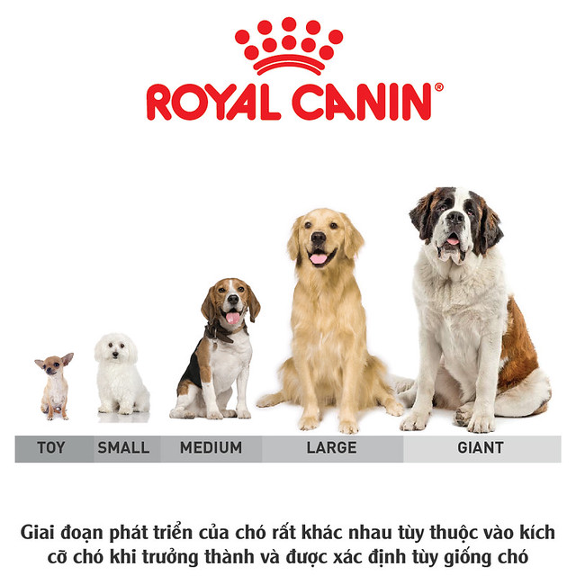 PHƯƠNG PHÁP NUÔI CHÓ CON MAU LỚN, KHỎE MẠNH VÀ THÔNG MINH