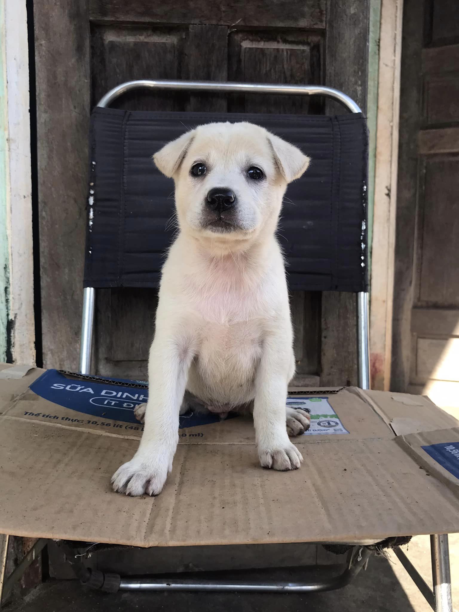 Tìm chủ mới cho 3 em Labrador lai cái