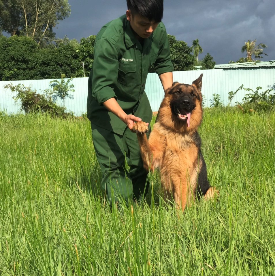 Huấn Luyện Chó Becgie