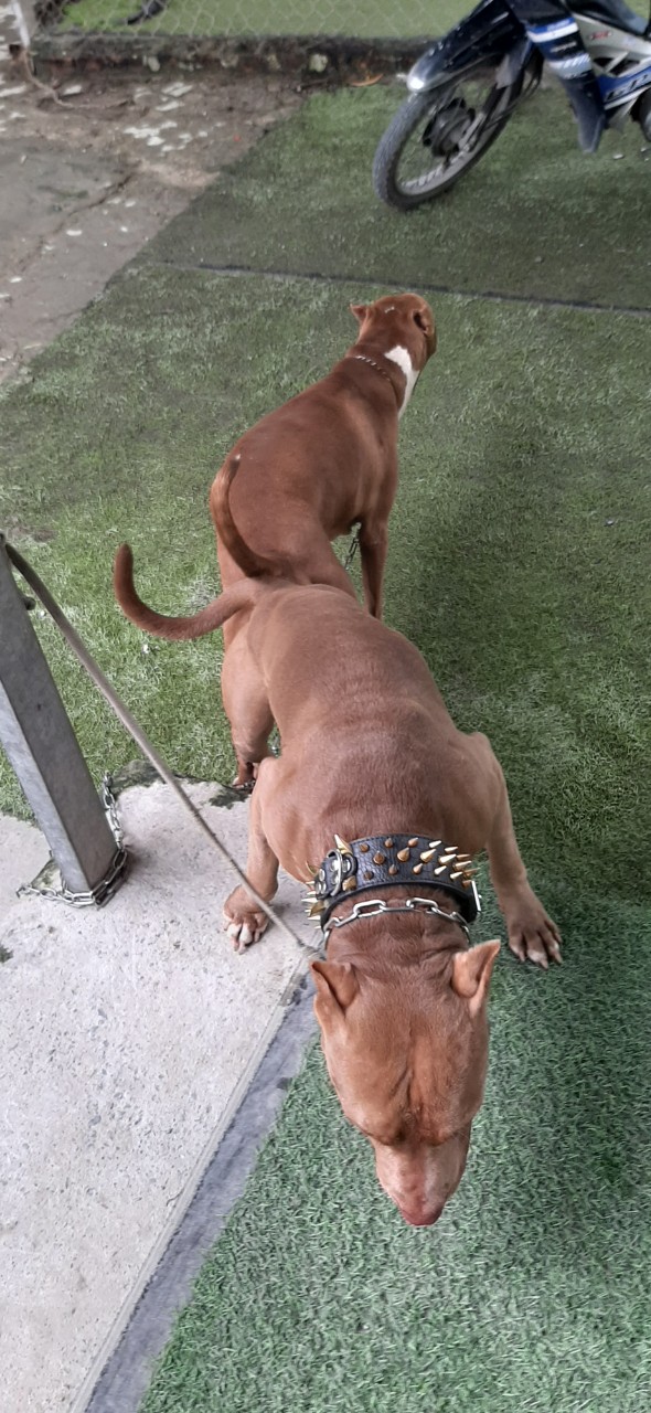 Dịch vụ phối giống chó Rottweiler