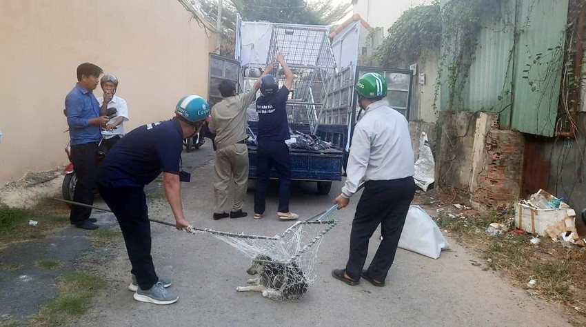 Phường đầu tiên ở Bình Dương ra quân bắt chó thả rông