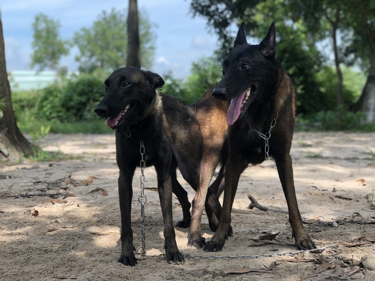 Phối giống chó Becgie