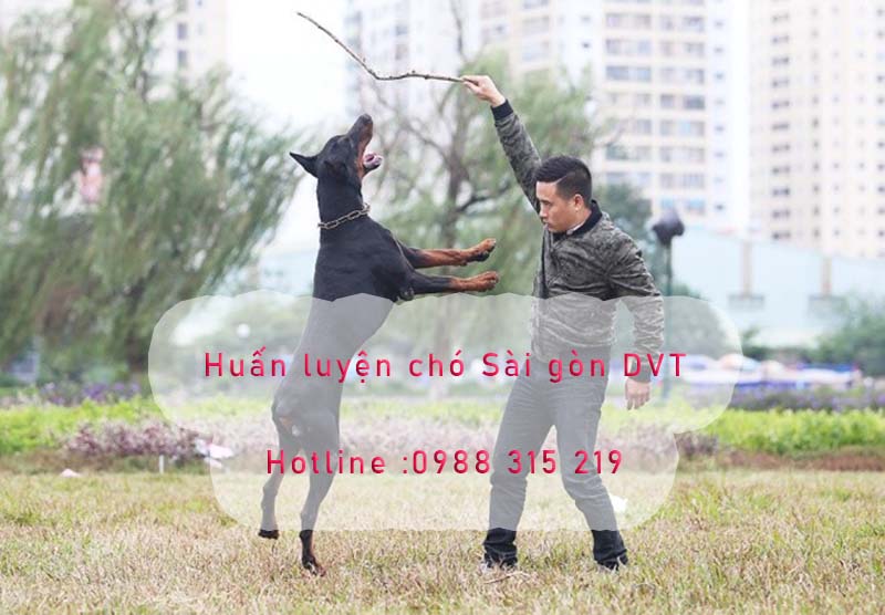 Huấn luyện chó cảnh Doberman