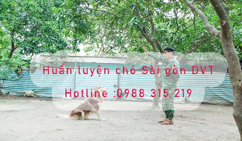 Huấn luyện chó sài gòn DVT