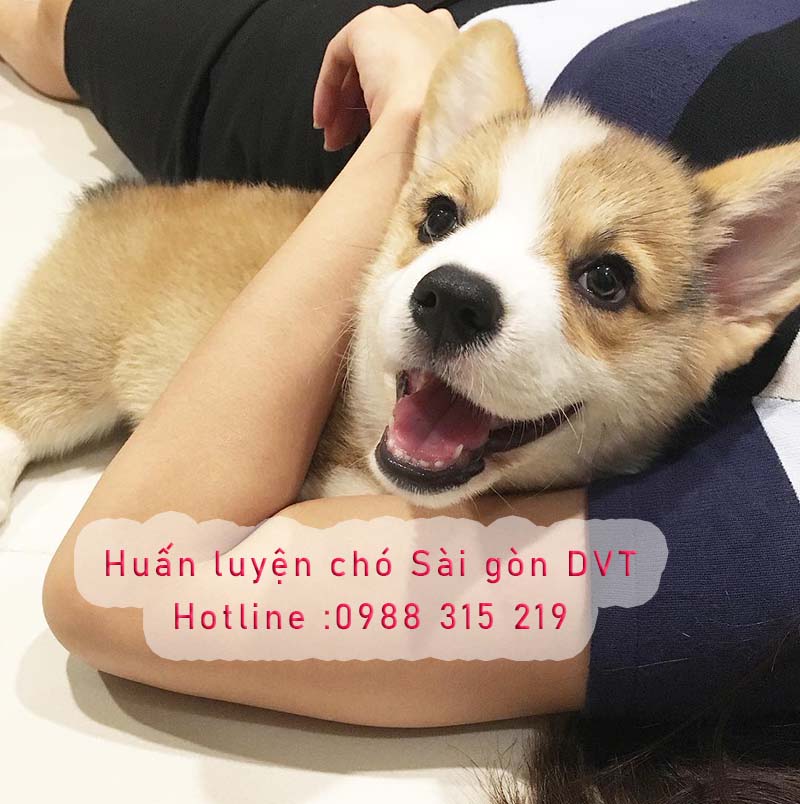 Huấn luyện chó sài gòn DVT