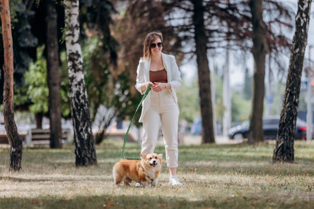 Huấn luyện chó Poodle: Những nguyên tắc quan trọng không nên bỏ qua