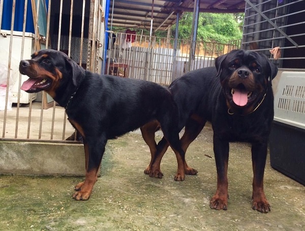 phối giống Chó Dogue De Bordeaux