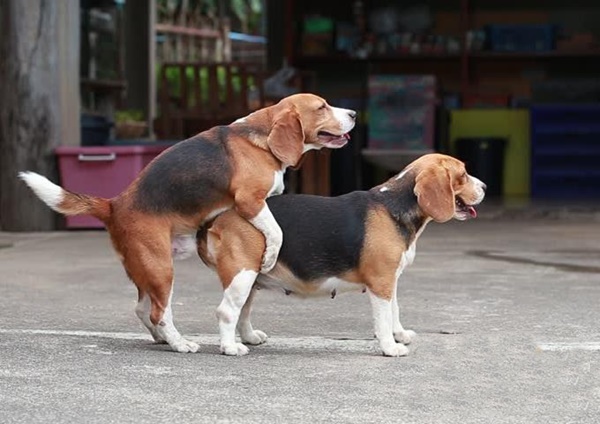 Dịch vụ Phối giống chó thuần chủng uy tín và chất lượng tại Sài gòn