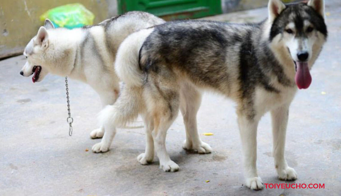 Phối Giống Chó Husky