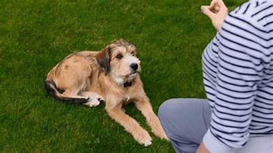 10 lệnh huấn luyện cơ bản trong đào tạo chó