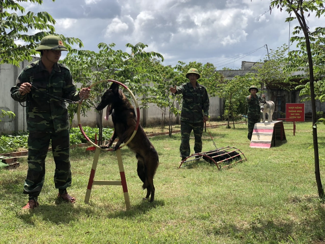 Huấn luyện chó nghe lời cần tuân thủ các bước sau ?