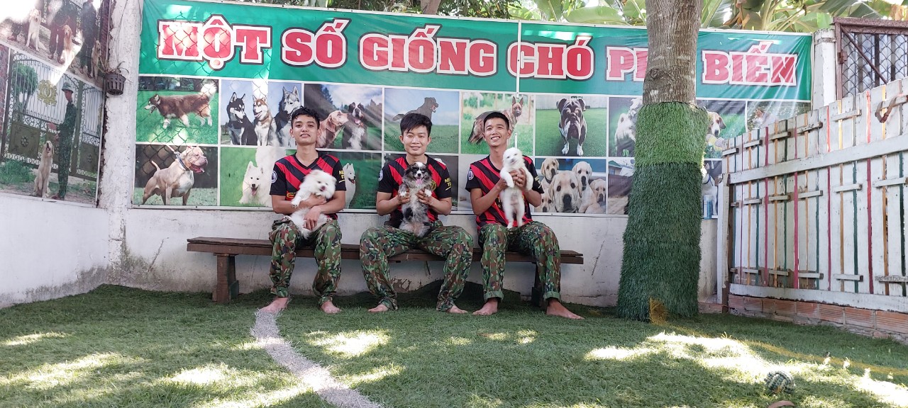 Huấn luyện chó sài gòn DVT