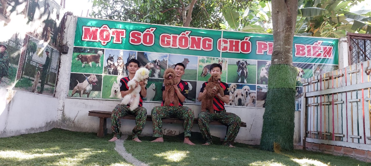 Huấn luyện chó sài gòn DVT