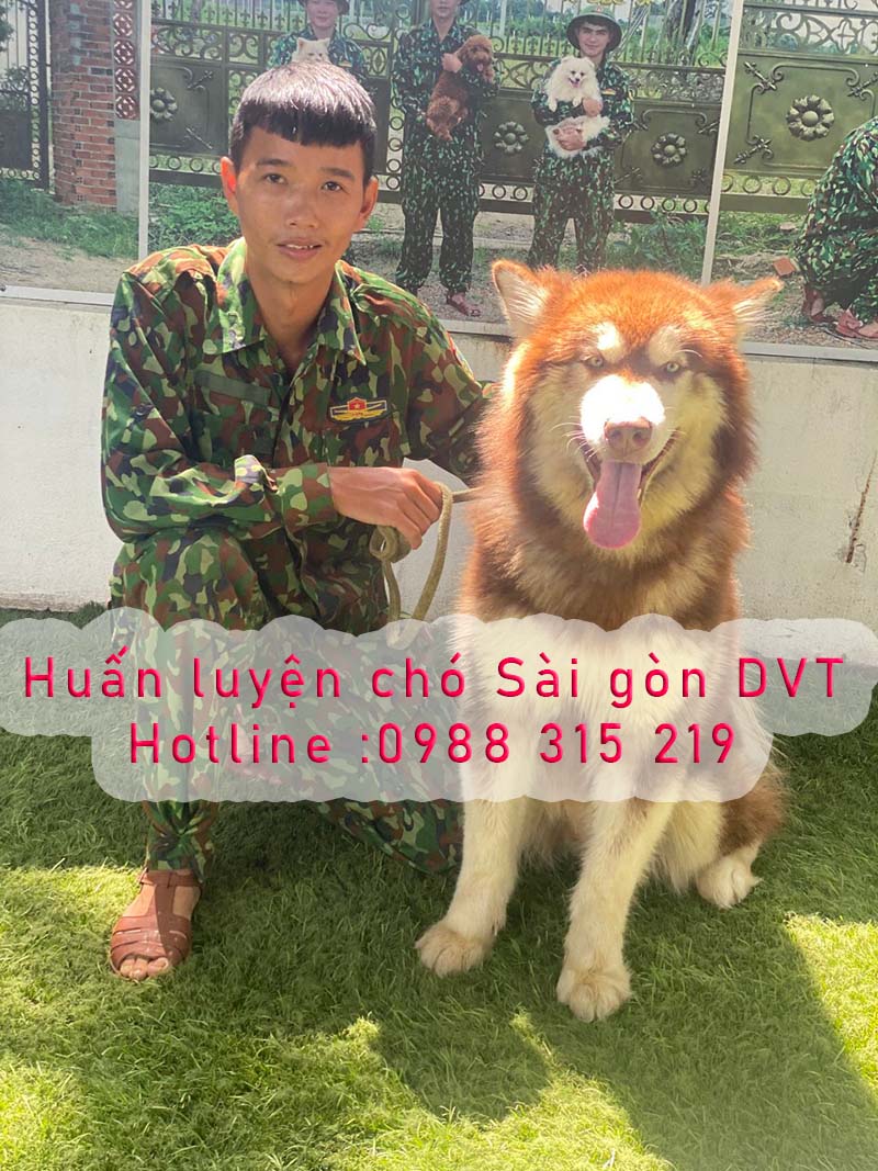 Bí quyết huấn luyện chó Husky thông minh và nghe lời