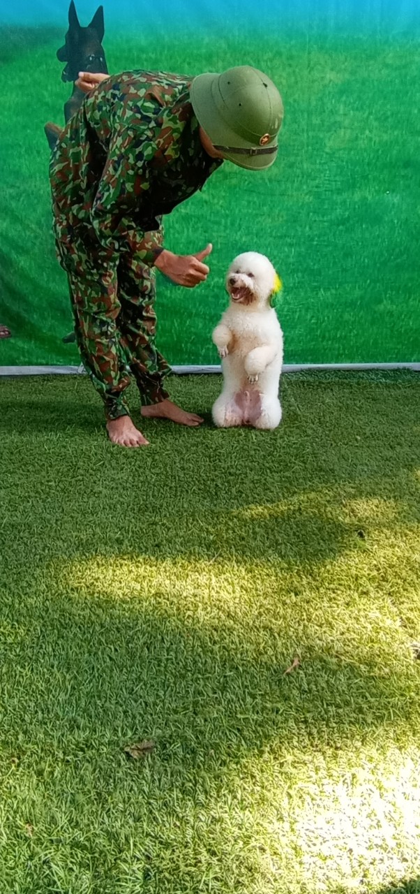 Huấn luyện chó cảnh Poodle