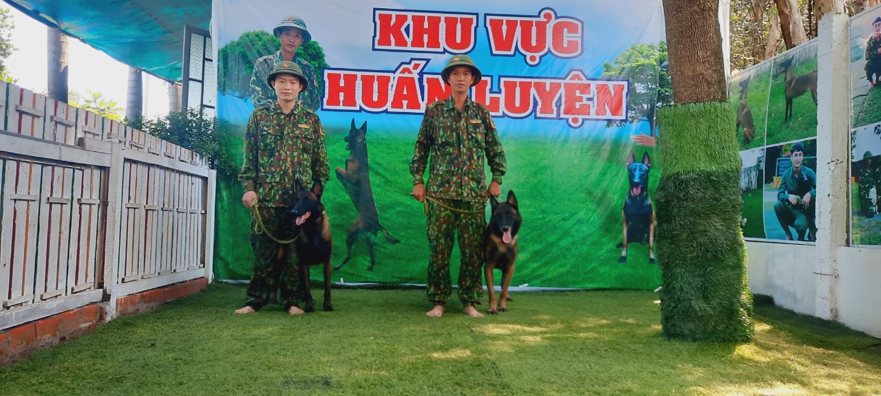 Huấn luyện chó sài gòn DVT