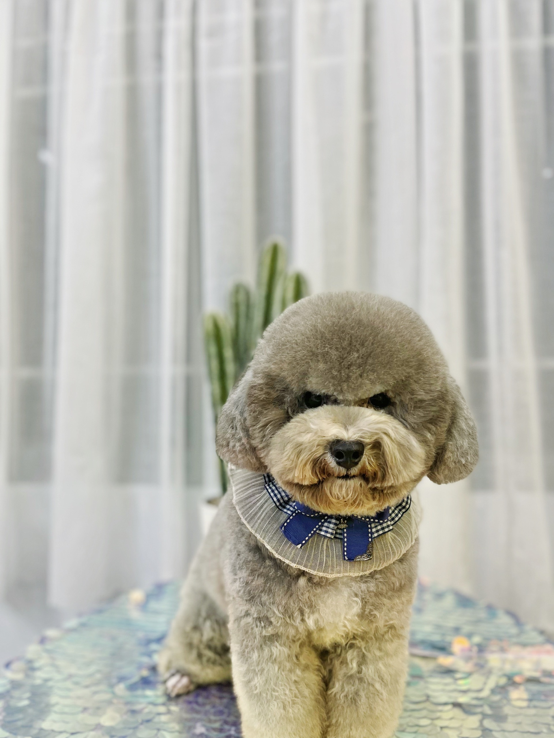 Dịch vụ trông coi chó mèo Ngày lễ tại TPHCM , SÀI GÒN