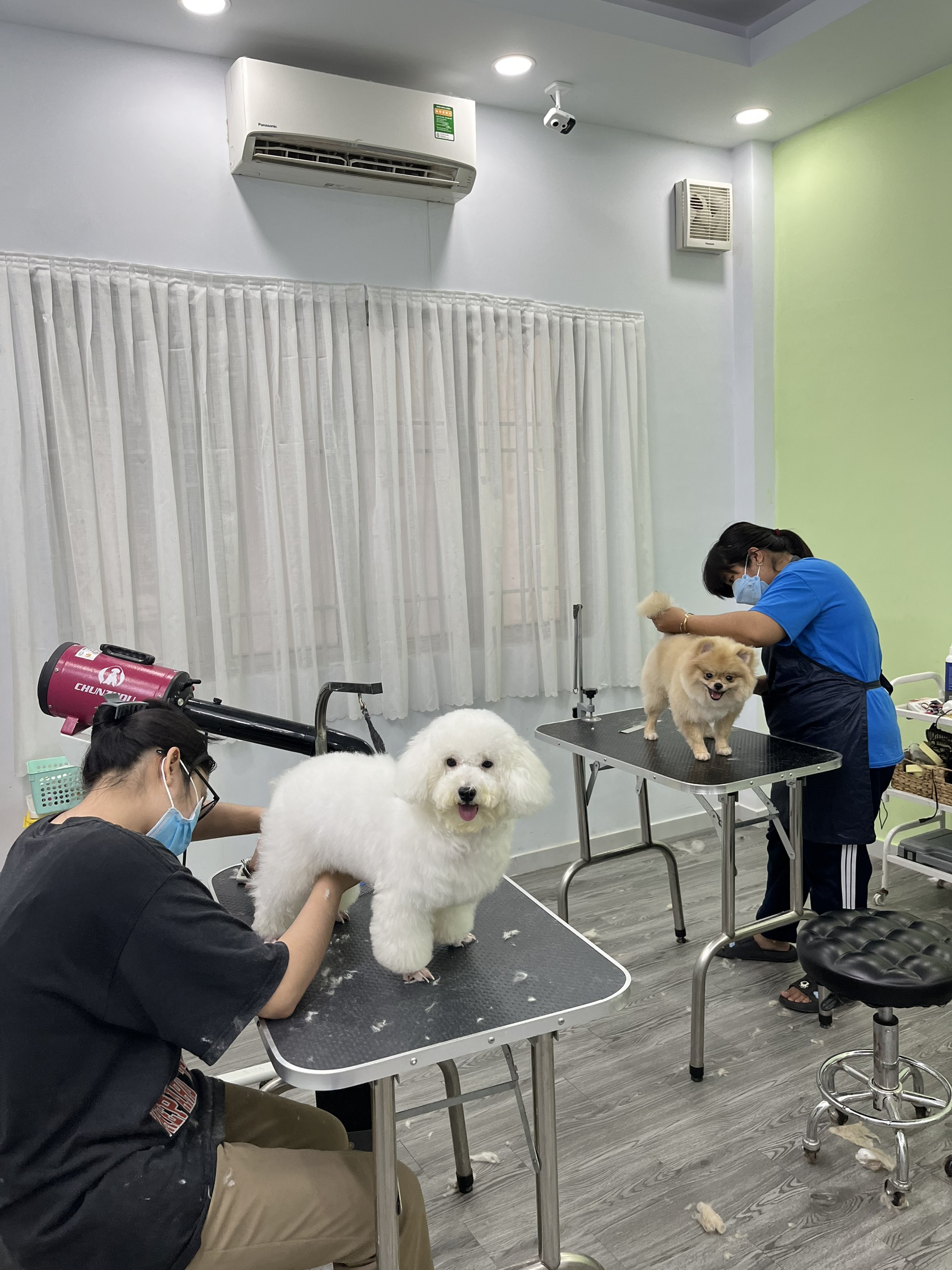 Làm đẹp chó tại Huấn luyện chó sài gòn DVT