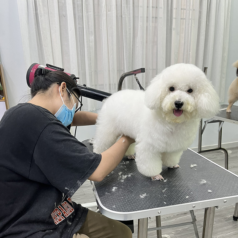 Cắt tỉa lông cho thú cưng