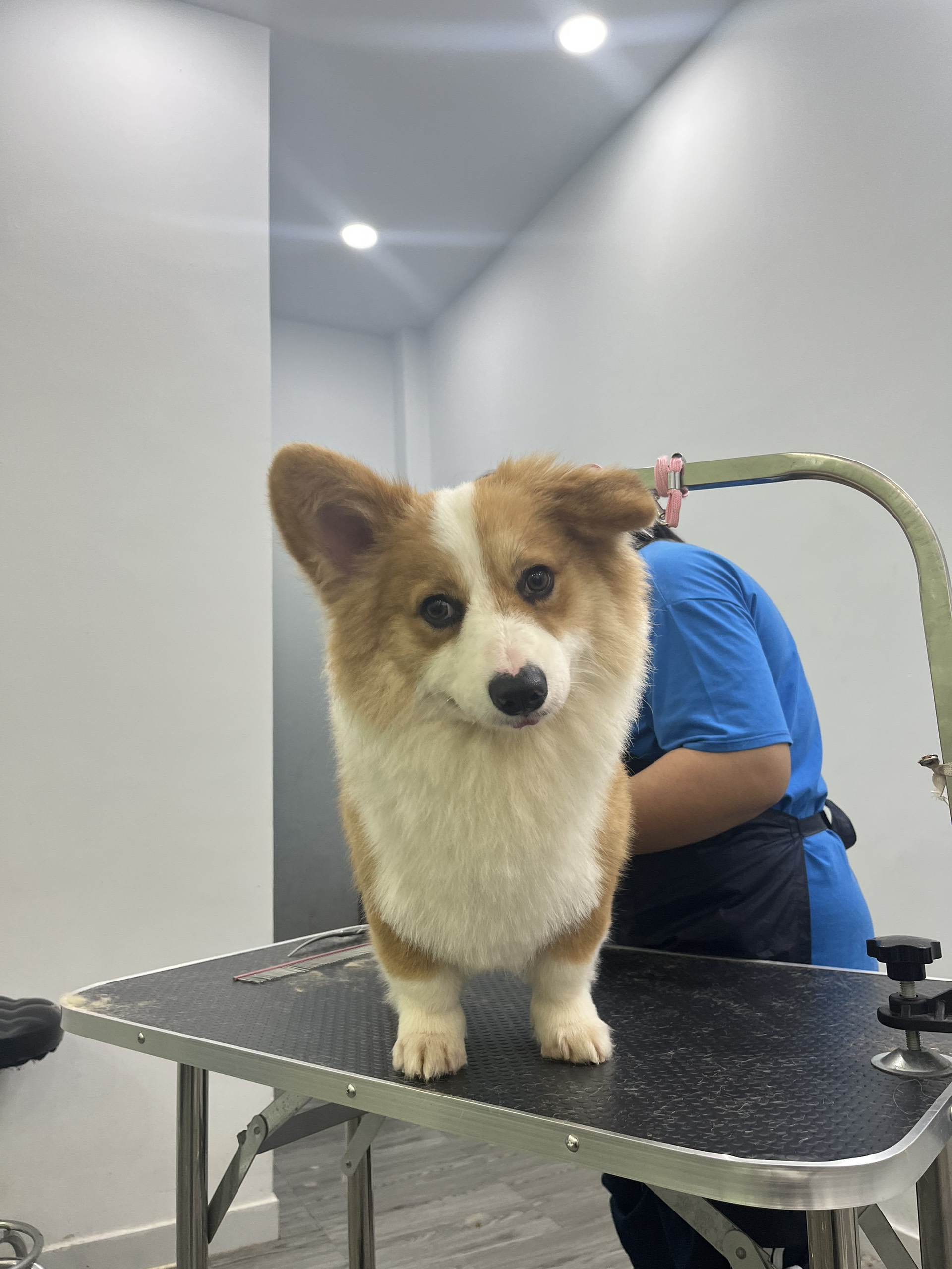 SPA tại huấn luyện chó sài gòn dvt