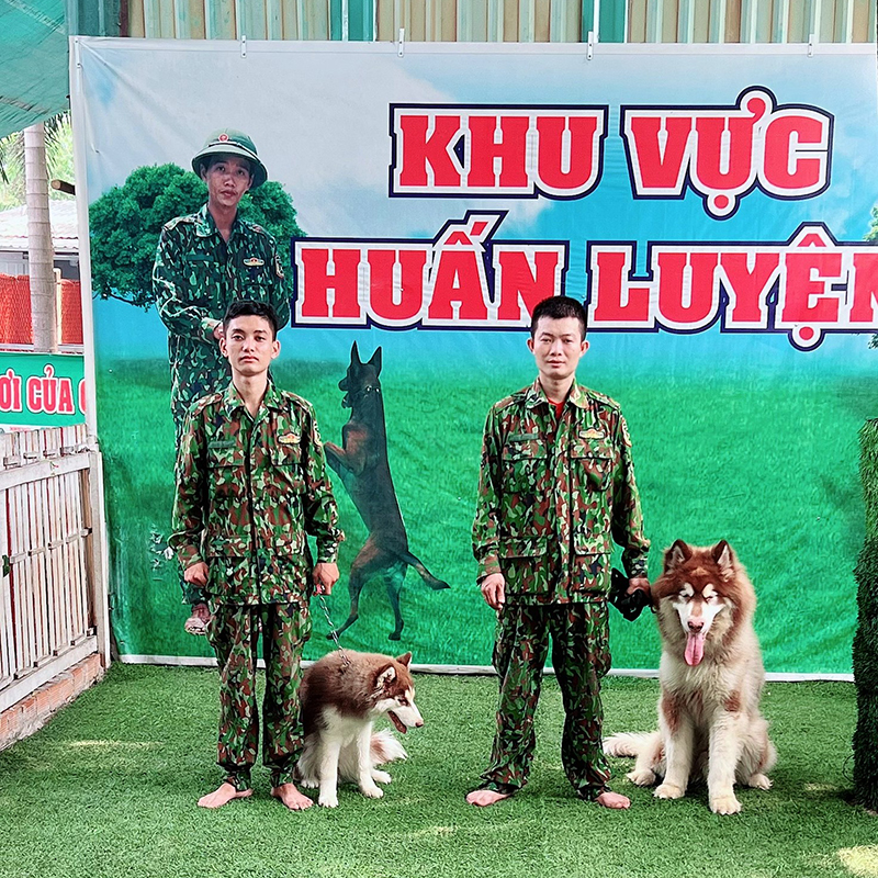 Kỹ năng cần biết khi huấn luyện chó Husky