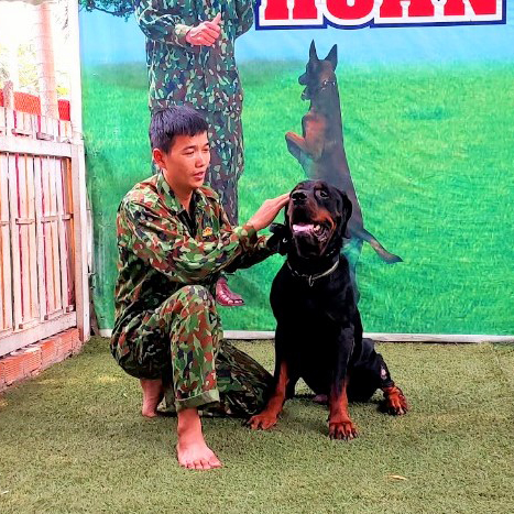 Huấn Luyện chó Rottweiler