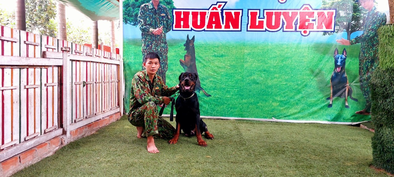 Huấn luyện chó sài gòn DVT