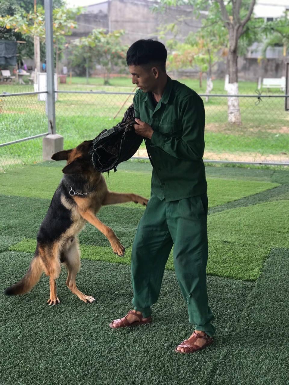 Huấn luyện chó sài gòn DVT