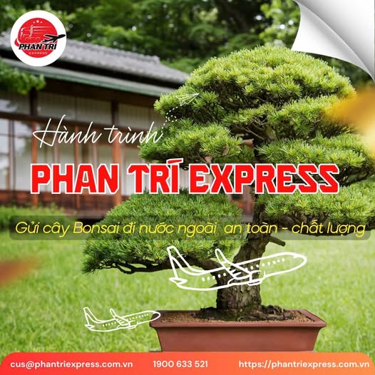 PHAN TRÍ EXPRESS – HÀNH TRÌNH GỬI CÂY BONSAI VƯƠN RA THẾ GIỚI