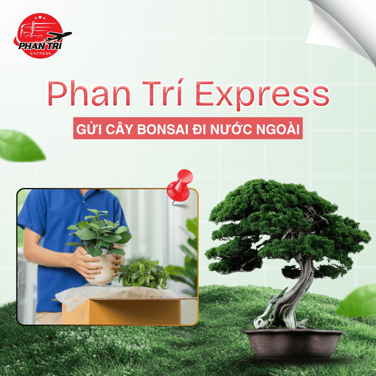 Dịch Vụ Vận Chuyển Cây Bonsai Quốc Tế – Phan Trí Express