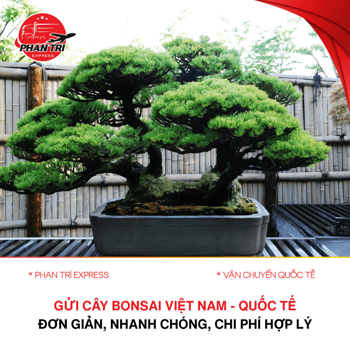 Phan Trí Express – Gửi bonsai quốc tế đơn giản, nhanh chóng, chi phí hợp lý