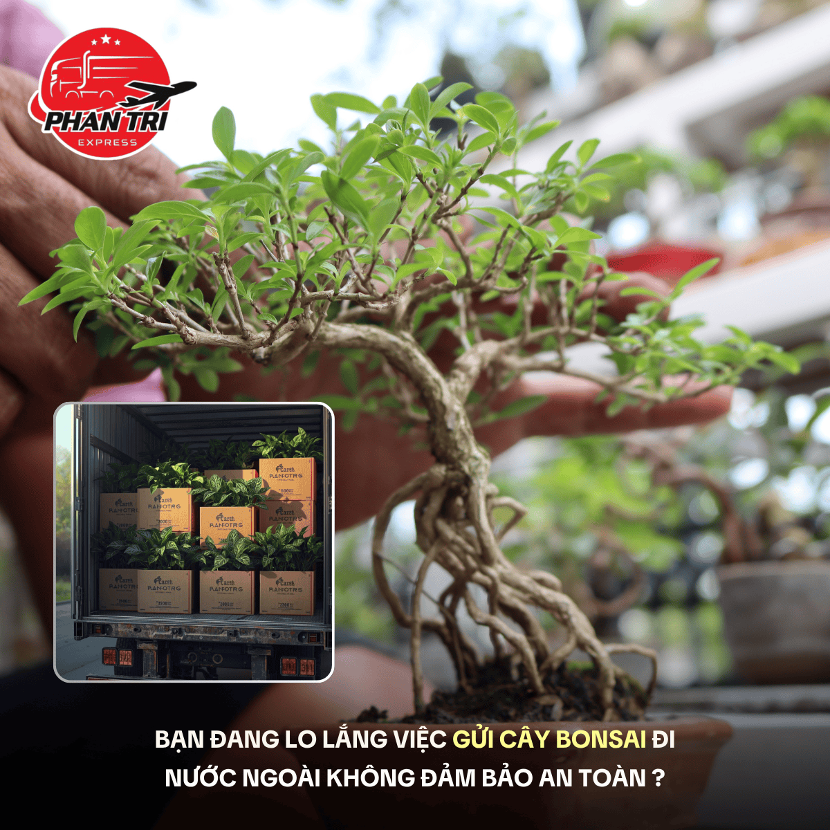Gửi cây bonsai đi nước ngoài an toàn, nhanh chóng cùng Phan Trí Express