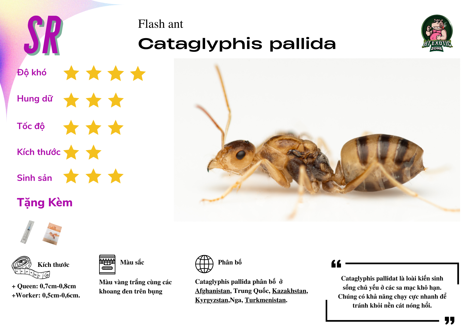 Cataglyphis pallida 1Q 1015 W HT Exoticzone