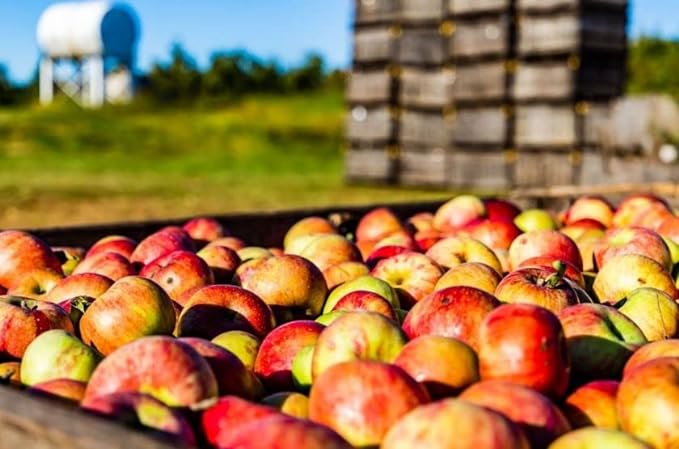 NƯỚC UỐNG THẢI ĐỘC, THANH LỌC CƠ THỂ VỚI GIẤM TÁO . CHANH, QUẾ VÀ MẬT ONG HỮU CƠ VÀ KHÔNG BIẾN ĐỔI GEN WHITE HOUSE DETOX ORGANIC APPLE CIDER VINEGAR CHAI 473ML