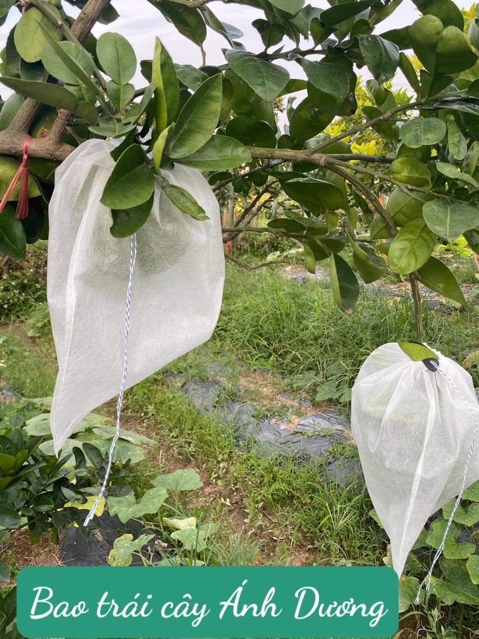 Tại sao cần sử dụng túi bọc trái cây ?