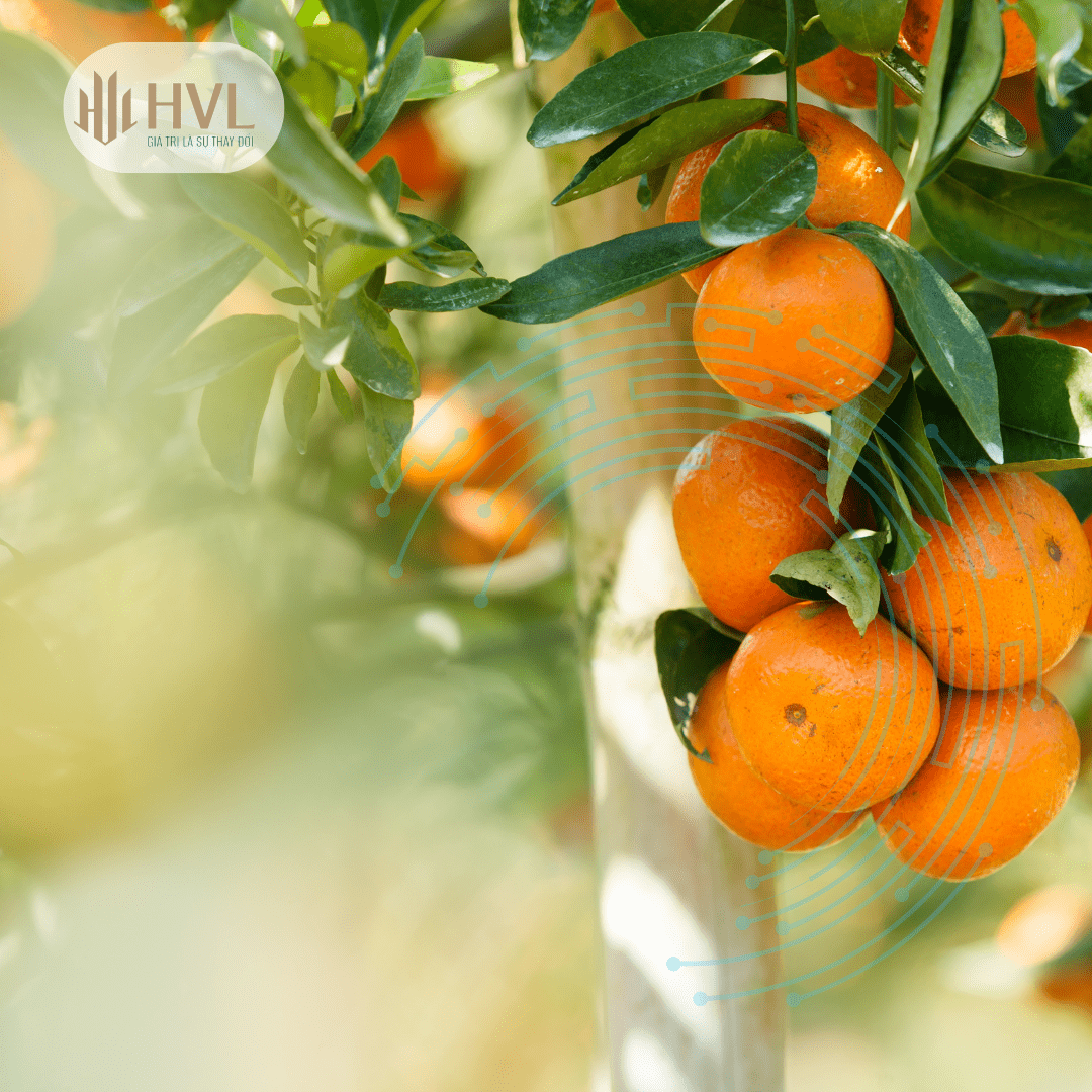 5 CÁCH PHÒNG CHỐNG SÂU BỆNH CHO CÂY CAM CỰC HIỆU QUẢ.