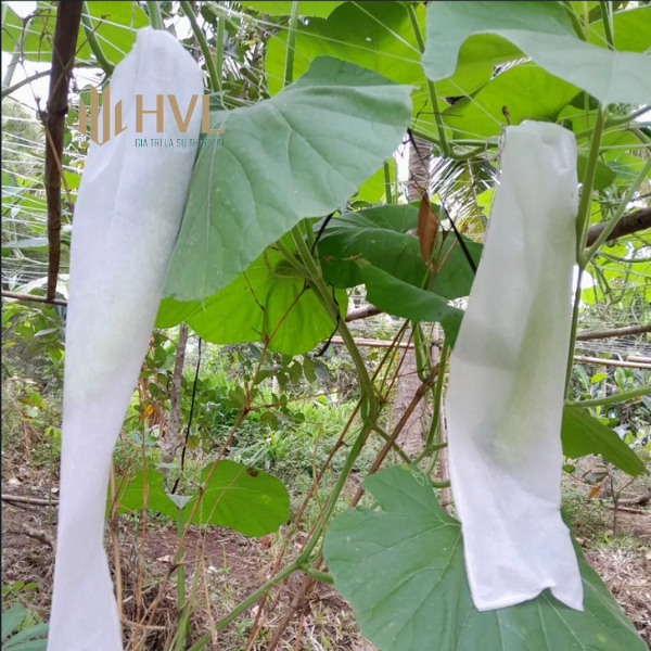 CÁCH SỬ DỤNG TÚI BỌC TRÁI CÂY VÀ MỘT SỐ LƯU Ý