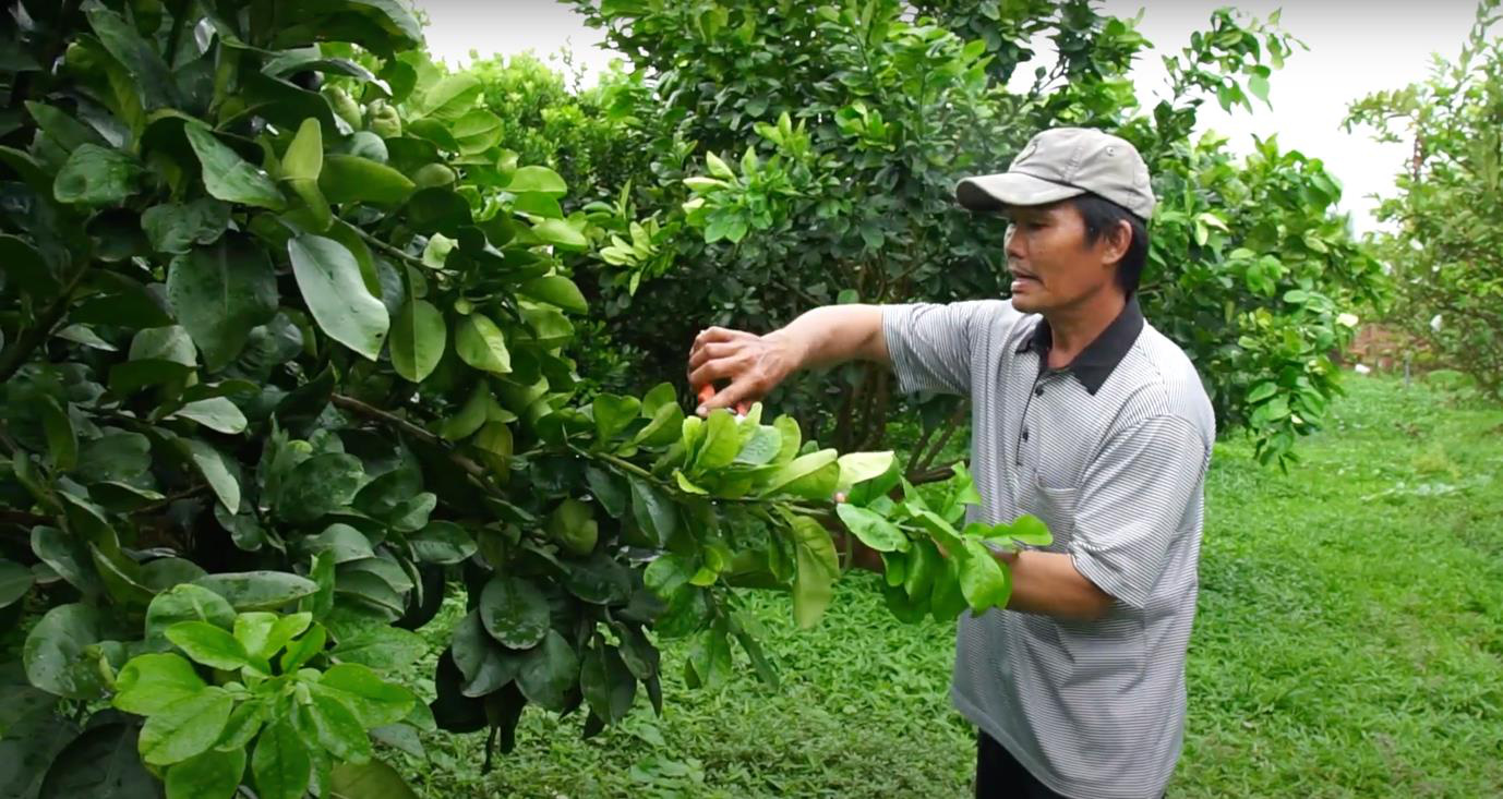 Kỹ thuật cắt tỉa cành, tạo tán cho cây bưởi