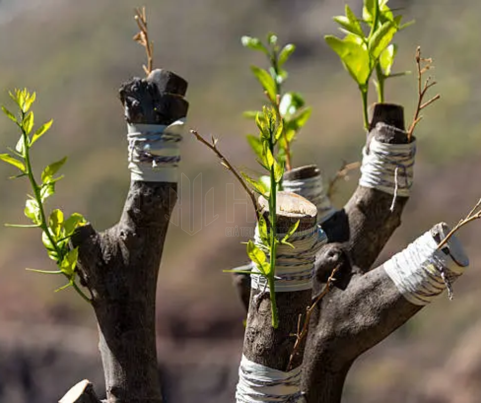 Phương Pháp Trồng Cây Giâm Cành Cho Cây Ổi: Hướng Dẫn Chi Tiết