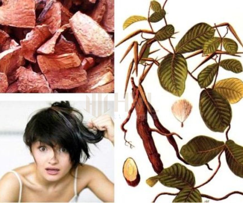 Uống Hà Thủ Ô Bao Lâu Thì Đen Tóc?