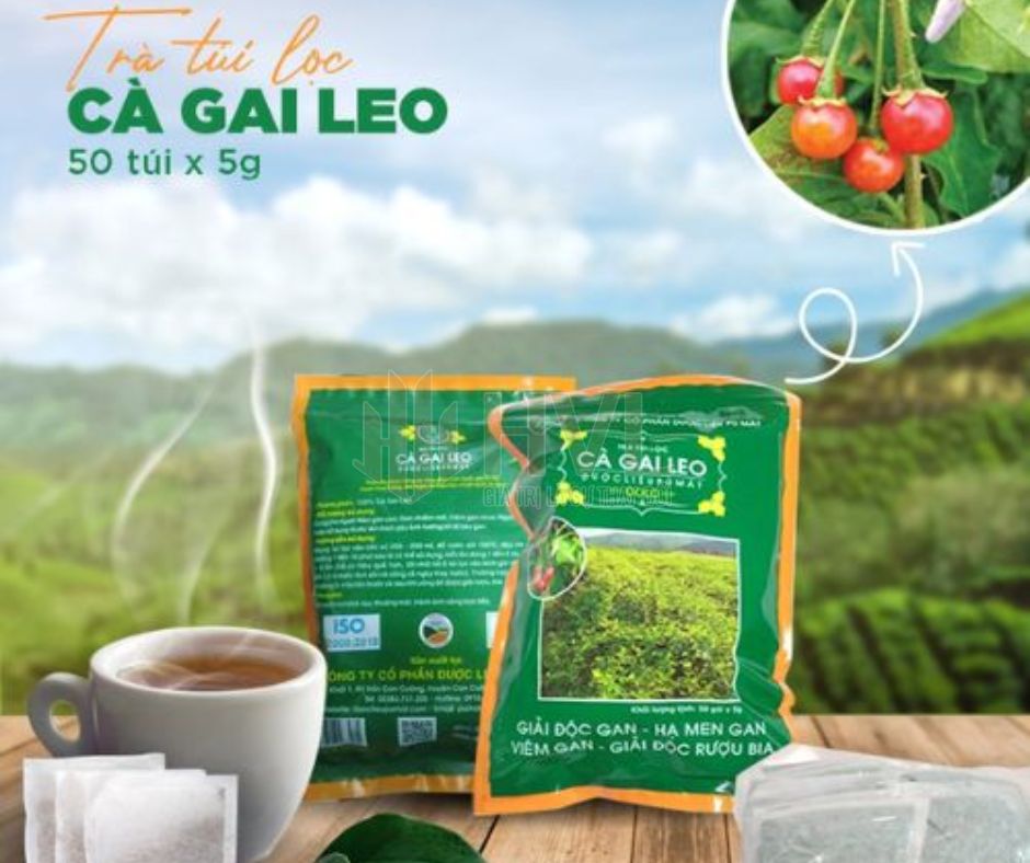 Trà Túi Lọc Cà Gai Leo Tuệ Linh Hỗ Trợ Gan Như Thế Nào?