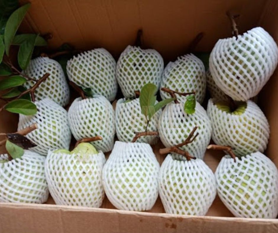 Tìm Mua Xốp Bọc Hoa Quả Tại Hà Nội: Lợi Ích và Địa Chỉ Uy Tín