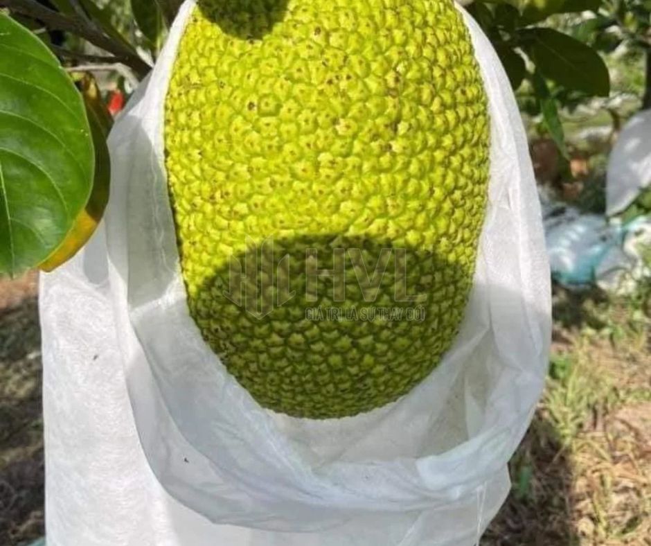 Bọc trái sầu riêng khi trời nắng nóng: Những sai lầm cần tránh