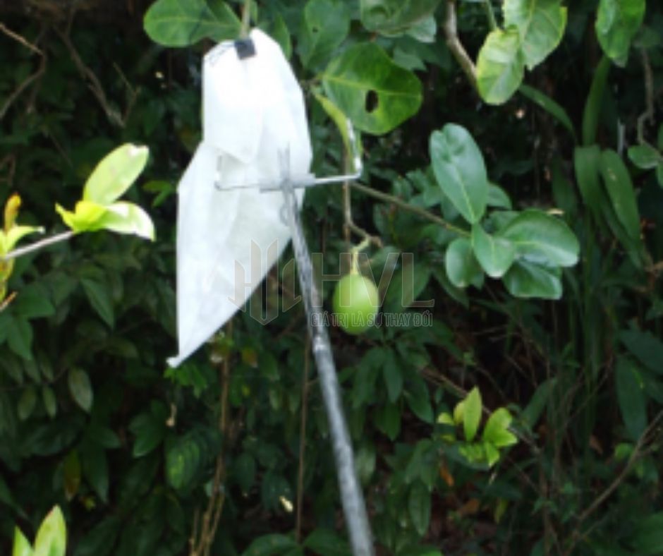 Cách Bọc Quả Trên Cây Giúp Ngăn Sâu Bệnh, Tăng Độ Ngọt Và Bảo Vệ Mùa Màng