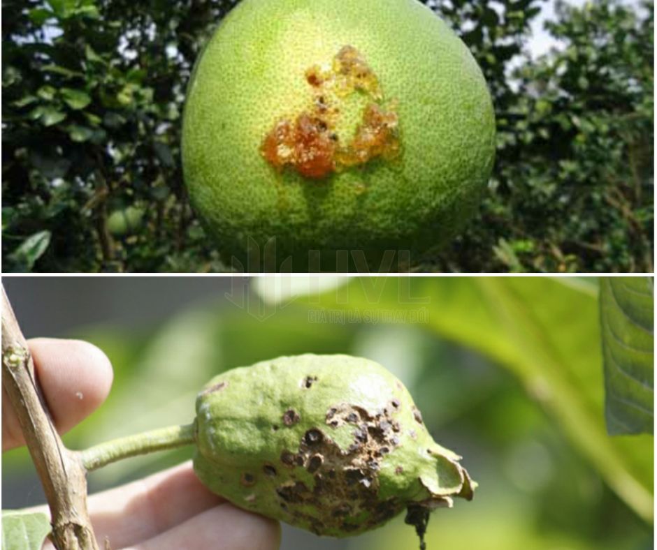 Làm Thế Nào Khi Trái Cây Bị Sâu Đục Khi Sắp Chín?