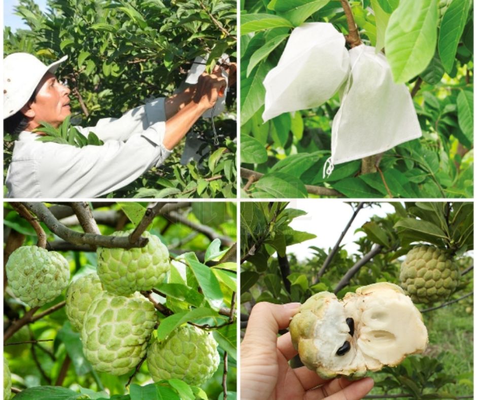 Giảm Tỉ Lệ Hư Hỏng Trái Với Túi Bọc Quả Na