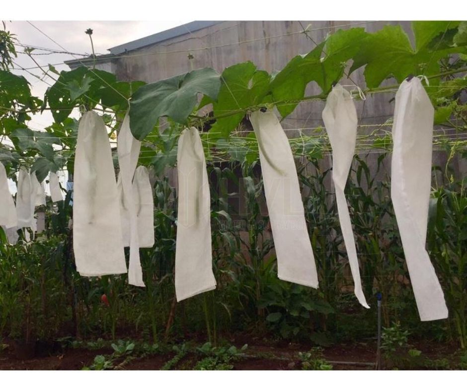 Tại Sao Nông Dân Nên Sử Dụng Dụng Cụ Bọc Trái Cây Trên Cao?