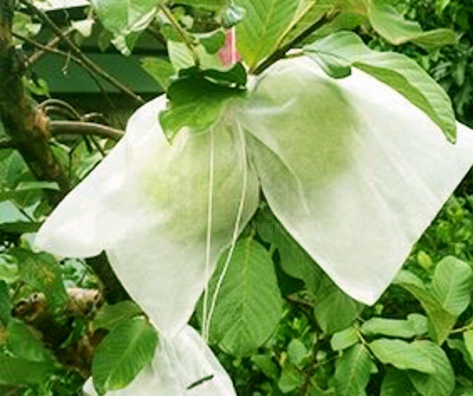 Tại Sao Nông Dân Ưu Tiên Sử Dụng Túi Bọc Ổi Dây Rút?